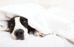 Dog-under-blanket