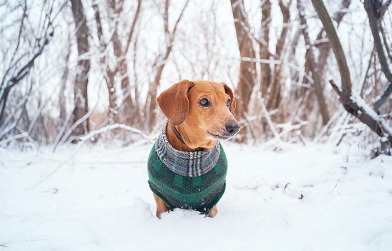 how do i protect my dog from cold weather