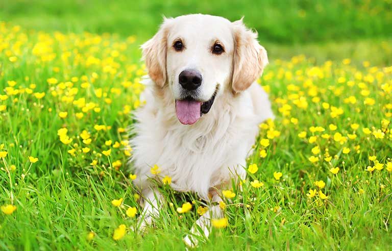 Springtime safety for pets | 2022-03-24 | Safety+Health