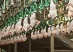 poultry processing plant