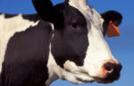 Dairy-Cow.jpg