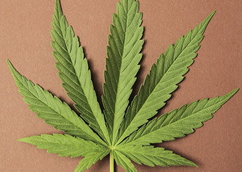 Medical marijuana and workplace safety | September 2014 | Safety+Health